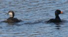 [Black Scoter]
