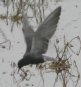 [Black Tern]