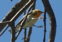 [Blackburnian Warbler]