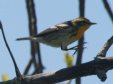 [Blackburnian Warbler]