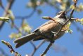 [Boreal Chickadee]