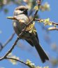 [Boreal Chickadee]
