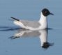 [Bonaparte's Gull]