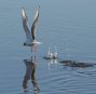 [Bonaparte's Gull]