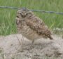 [Burrowing Owl]