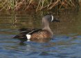 [Blue-winged Teal]