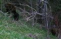 [Black Bear]
