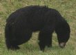 [Black Bear]