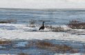 [Canada Goose]