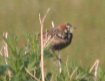 [Chestnut-collared Longspur]