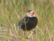 [Chestnut-collared Longspur]