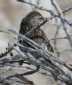 [Common Redpoll]