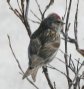 [Common Redpoll]