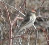 [Common Redpoll]