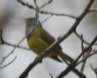 [Conecticut Warbler]