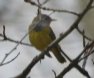[Conecticut Warbler]