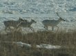 [carribou]