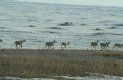 [carribou]