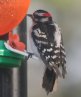 [Downy Woodpecker]
