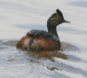 [Eared Grebe]