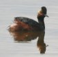 [Eared Grebe]