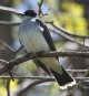[Eastern Kingbird]
