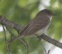 [Eastern Phoebe]