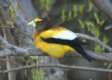 [Evening Grosbeak]