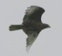 [Ferruginous Hawk]