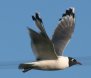 [Franklin's Gull]