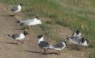 [Franklin's Gull]
