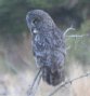 [Great Grey Owl]