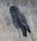 [Great Grey Owl]