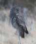 [Great Grey Owl]