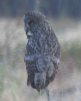 [Great Grey Owl]