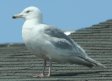 [Glaucous Gull]