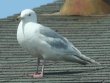 [Glaucous Gull]