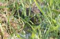 [Grey Partridge]