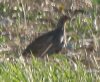 [Grey Partridge]