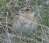 [Grasshoper Sparrow]