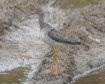 [Greater Yellowlegs]