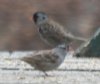 [Harris's Sparrow]