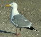 [Herring Gull]