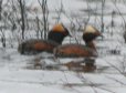 [Horned Grebe]
