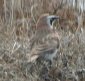 [Horned Lark]