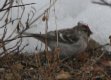 [Hoary Redpoll]