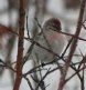 [Hoary Redpoll]
