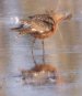 [Hudsonian Godwit]