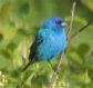 [Indigo Bunting]