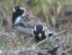 [Lapland Longspur]